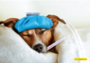 Is Your Dog Sick? How To Spot The Signs